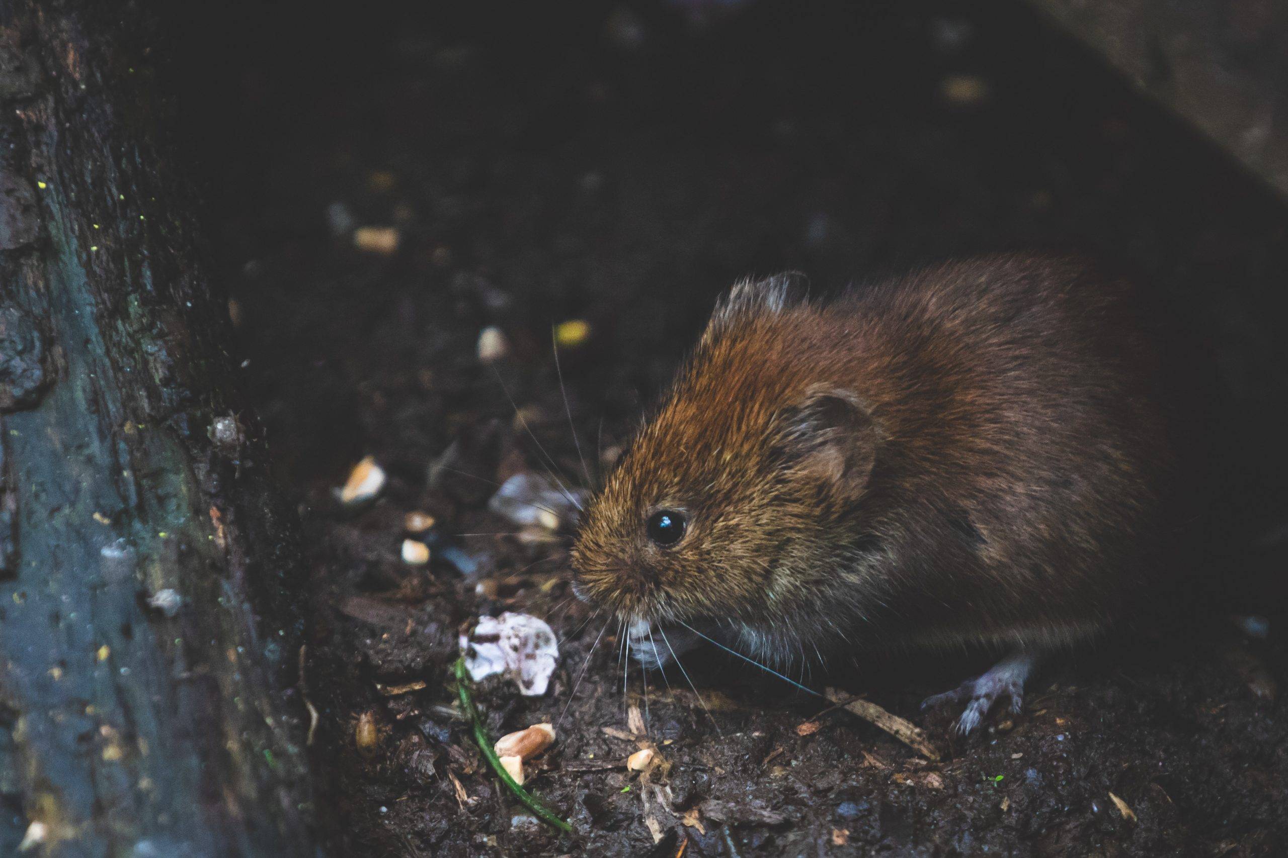 domestic pest control services in sundlerland