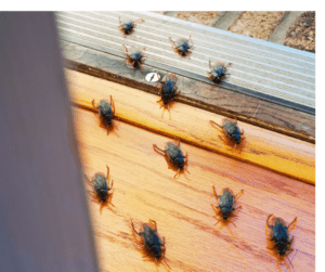 are cockroaches harmful? sunderland uk