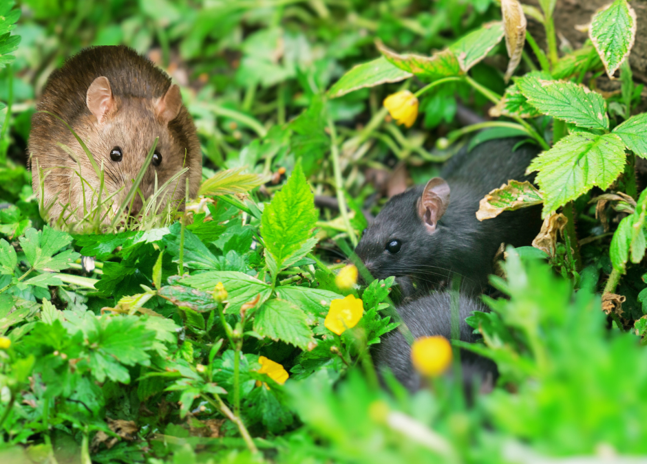 6 Tips To Get Rid of Rats in Your Garden