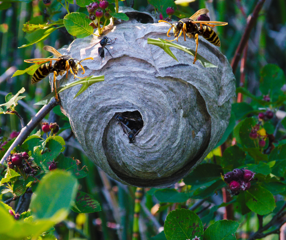 DIY Guide to Getting Rid of a Wasp Nest | Wasp Control Sunderland, UK