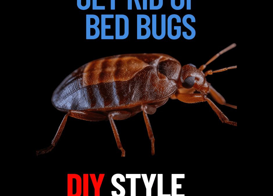 How to Get Rid of Bedbugs | DIY Treatment