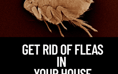 3 Top Tips to Get Rid of Fleas in Your House | DIY Flea Treatment | Sunderland, UK