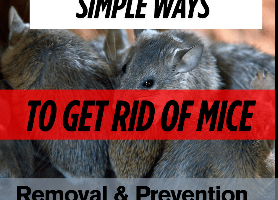 Mice in Your Home? Simple Tips to Get Rid of Them For Good